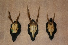 3 Rehgeweihe Trophäen Rehbock Geweih Gehörne Jagdtrophäe