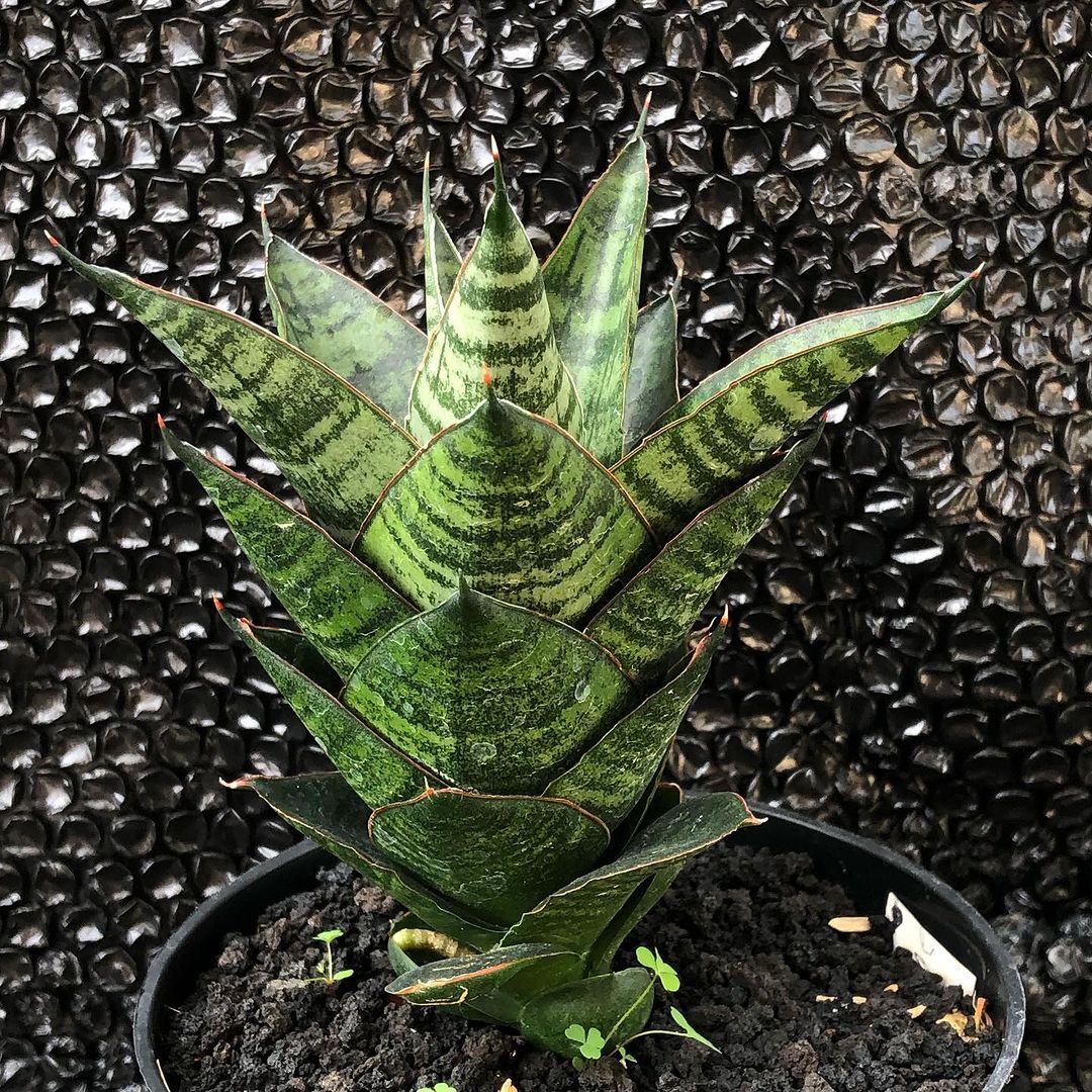 Sansevieria Hybrid Angelina X Cordova, Free Phytosanitary Sansevieria Hybrid Angelina X Cordova, Free Phytosanitary
