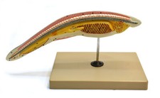 Eisco Labs Amphioxus / Lancelet Enlarged 150 Times - Hand Painted