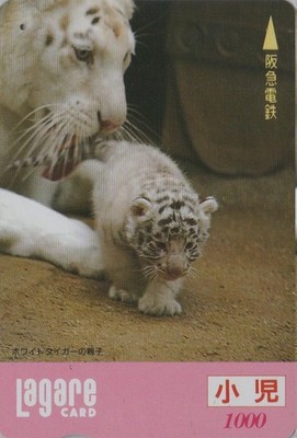 RARE JAPAN CARD - ANIMAL - WHITE TIGER & small feline - TIGER & Baby JAPAN card