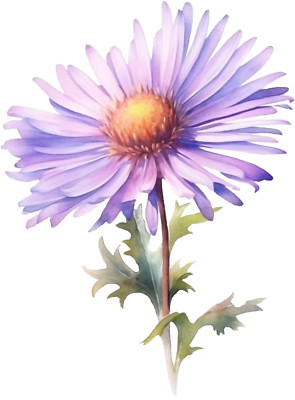 Car Sticker 18x18 cm | Aster Birth Flower | Weatherproof | High Quality Film