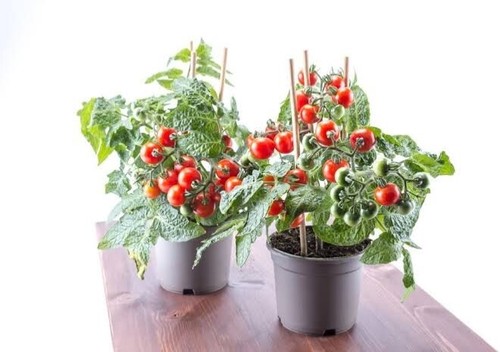 TOMATO TINY TIM 30+seeds Dwarf 40cmVariety Great forPots High Yields * FREE POST - Picture 5 of 7