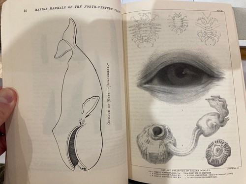 3 excellent books technical MARINE MAMMALS mammology seals whales whaling - Foto 6 di 9