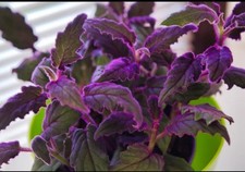 Gynura Aurantiaca Baby Live Plant. Indoor House Plant Free UK Post 