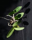 Orchid plant: C. Walkerinter 'Highland', BLOOMING SIZE ORIGIN. DIVISION - HO div — photo 3