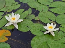 NINFEE BIANCHE Nymphaea alba Taglia media per laghetti e minipond - Rizoma nudo