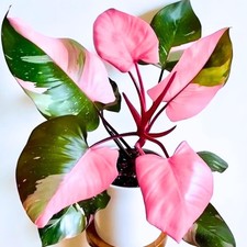 Pink Philodendron Live Plant, Easy Care Houseplant, 5-8 Inch Tall