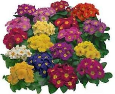Primula Danova Mix     250 seeds