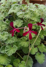 3 x Pelargonium 'Sidoides' scented BRITISH GROWN plants in 9cm pot