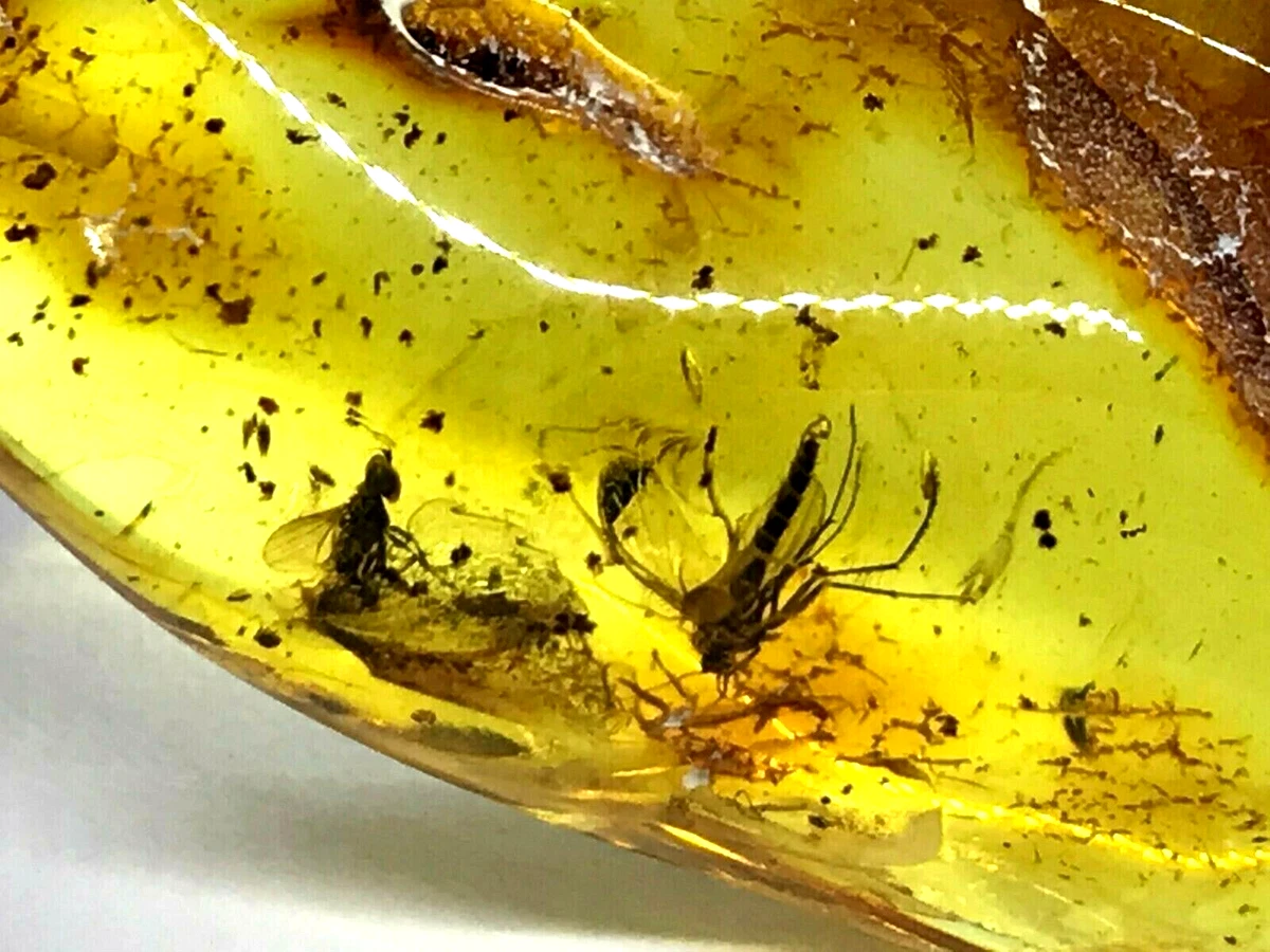 Amber Pendant 2 Insects Fossil Insect Inclusion Silver 925 Gold