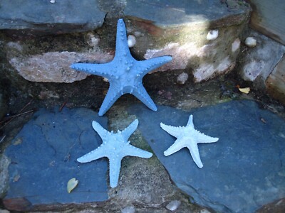 Große genoppte Seestern Figuren x 3 Badezimmer / Seesterne Fischerboot Strand Meer