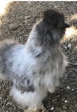 12  SILKIE FERTILE HATCHING CHICKEN EGGS. Assorted Colors