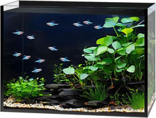 2.5 Gallon Clear Glass Fish Tank, Small Fish Tank Aquarium for Betta, Goldfish,
