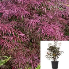 Acer Palmatum Dissectum Atro Crimson Queen 7 Gallon Live plant Gg7