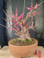bonsai di  prunus mume h 52 cm visita il negozio