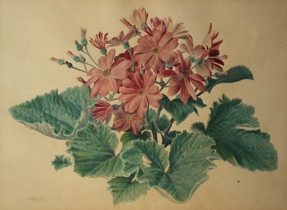Carlos von RIEFEL (1903-1993) Rosa Zinerarie Blumen. - Bild 1 von 4