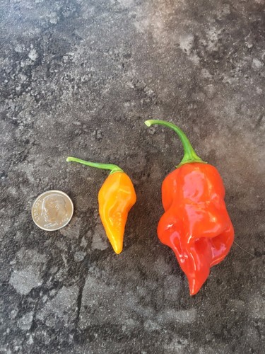 Organic Datil-Habanero Hybrid Heirloom Dried Hot Chili Pepper Florida Seed Pods - Picture 8 of 8