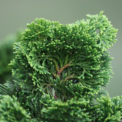 Chamaecyparis Nana Gracilis Cypress Hardy Evergreen Garden Conifer Shrub - Picture 3 of 10