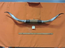 MOUNTED STEER BULL  HORNS  5' 1" tip to tip #406 BULL HORN LONGHORN