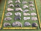 Lot of 42 Atlantic Oyster Shells 6 To 3.5 Inch Long Craft Art Collect￼ — photo 2