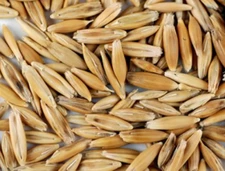 Whole Grain Oats Seeds Chicken Cat Grass Backyard Seed Feed Greens Bird Food USA