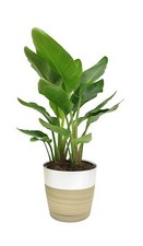Costa Farms White Bird of Paradise, Strelitzia nicolai, Indoor Plant in D cor...