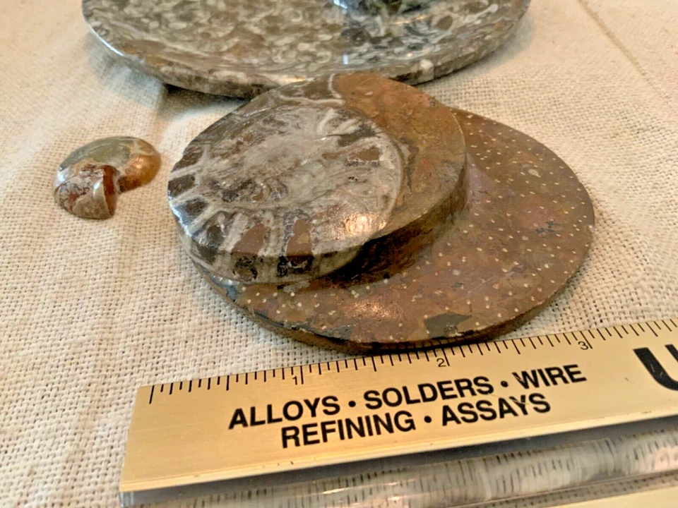 Decoración fósil de amonita coleccionable losa cottagecore piedra preciosa semipreciosa 2748 ct Foto 3 de 4