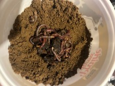 European Nightcrawlers Premium Quality Live Worms for Fishing, Composting, 50 pc