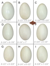 9 Empty VTG 8” L Blown Goose Eggs Blown White Shell Pysanky Butterk Two Hole