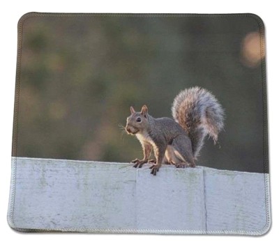Squirrel on Guard :) wildlife Country Anti slip COMPUTER MOUSE PAD 9 X ...