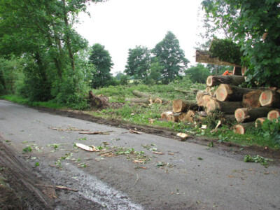 Foto 6x4 Baumfällung neben Waldstraße Die Baumstämme die w c2009