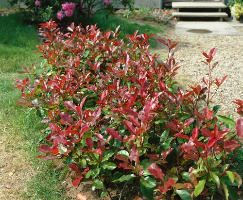 Photinia fraseri 'Red Robin', Glanzmispel, rot, 40–60 cm - Bild 13 von 14