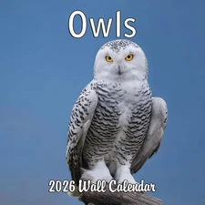 2026 Owls Monthly Wall Calendar | Animals Calendar 2025-2026
