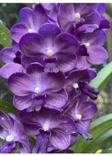 Vanda Bangsai Star Blue Fragrant Orchid Blooming Size