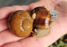 6 Baby Pea Sized Cornu Aspersum Maxima Live Land Snail Free 2 Day Ship Gros Gris
