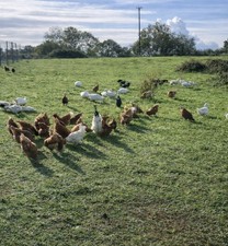 12 Free Range Eggs For Eating Only