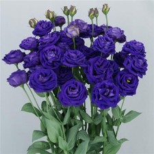 Lisianthus Seeds Lisianthus Arosa 3 Blue Cut Flower