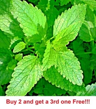 1600 LEMON BALM CITRONELLA PERENNIAL  SEEDS MOSQUITO INSECT REPELLENT NON-GMO
