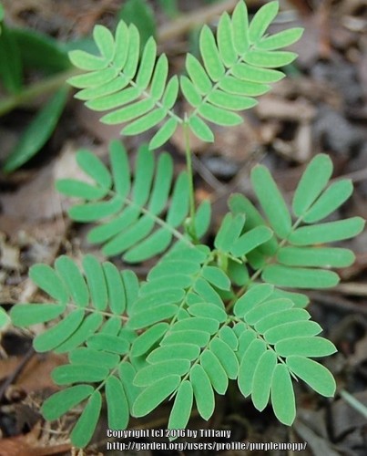 Mimosa / Persian Silk Tree Live Bare Root Tree (DORMANT) Huge Roots ...