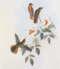 John Gould RUFOUS BREASTED Hummingbirds Vintage Art Print Bookplate 51