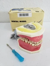NEW in box Kilgore typodont P15DP-TR.56C.1(GSF)QF Nissin Dental Model Dental 