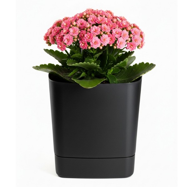 Howhomely Pflanzentopf BlumenküBel Blumentopf Mit Untersetzer Schwarz 19X19 Cm-image