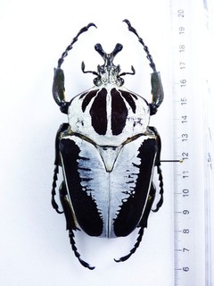 ENTOMOLOGY BEETLE: GOLIATHUS REGIUS MALE 93MM COTE D´IVOIRE OLD COLL!