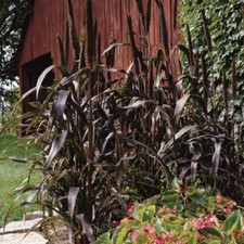 Ornamental Millet Grass Plant Plugs Deep Purple Foliage Pennisetum Pack of 3