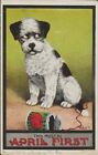 Vintage Comic Dog Wire Haired Fox Terrier "This Must Be April 1st" Postcard
