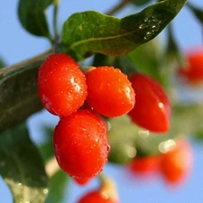 1000+ Goji Berry Seeds ~ Wolfberry - Bulk - Non-GMO *Free US Shipping*