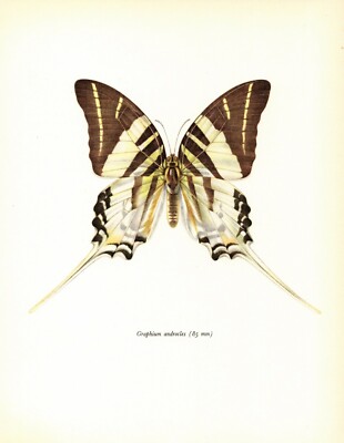 Vintage Giant Swordtail Butterfly Art Print Insect Art Illustration 4476-84