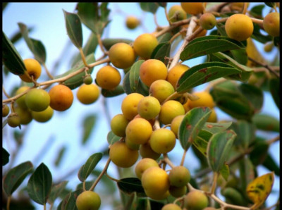 5000+ Yellow Putsa Apple Seedss (Ziziphus spina-christi) Arabian Jujube Jujuba