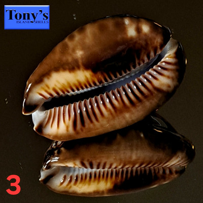 Cypraea Maculifera f. hawaiiensis 46.6mm ULTRA! UNUSUAL BROWN-BASE & MARGINS #3