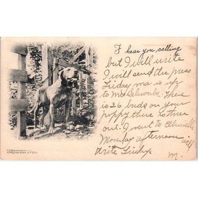 Cordoba Fighting Dog E.F. Brannings Artino Card 1906 Postcard PD2